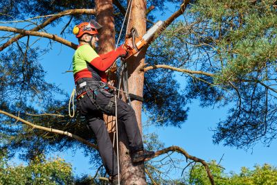 Skilled Arborists at Work